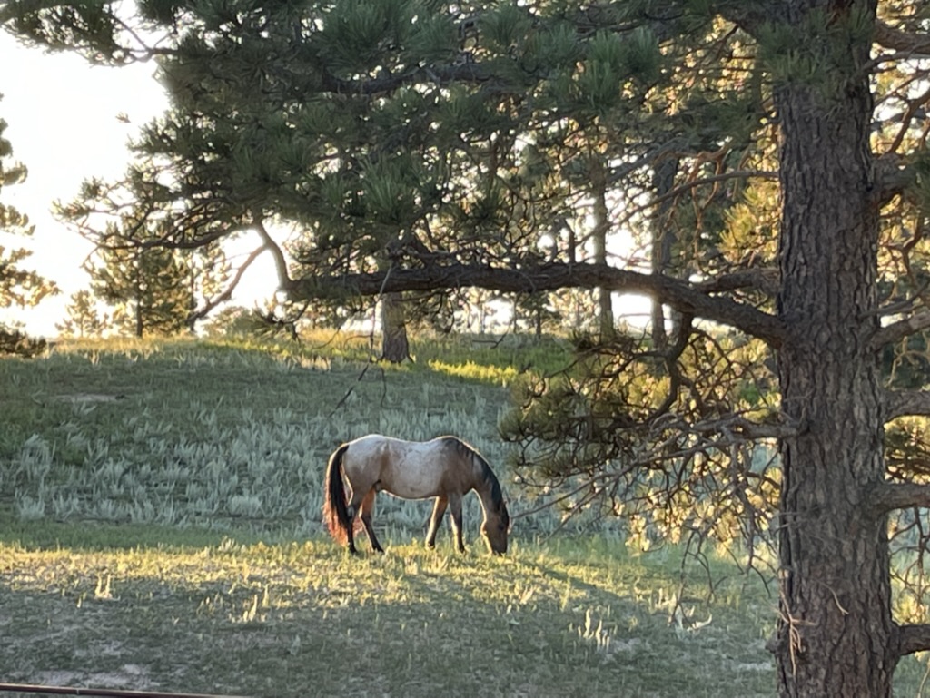 Fawnwood Ranch, LTD.